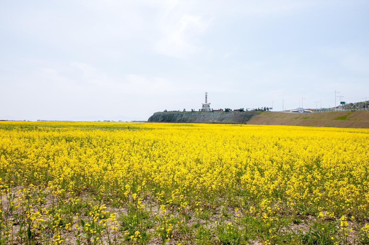 새만금 유채꽃