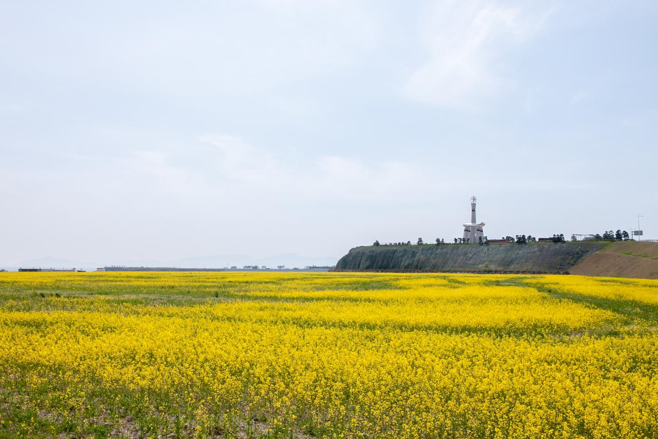 새만금 유채꽃