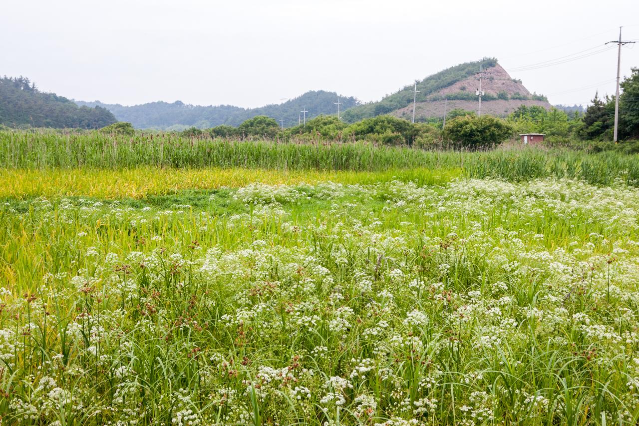 백석제 독미나리