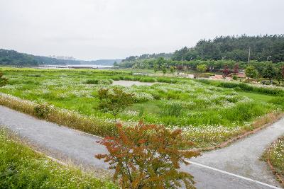 은파관광지 독미나리