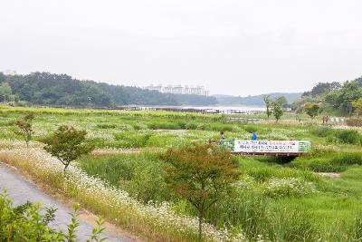 은파관광지 독미나리