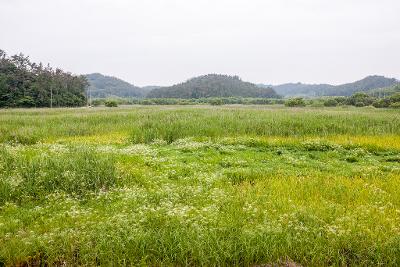 백석제 독미나리