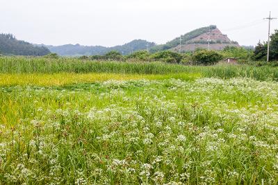 백석제 독미나리