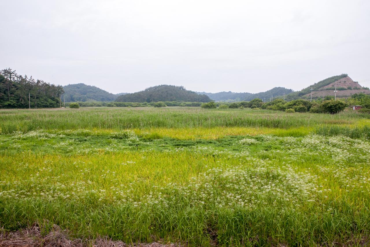 백석제 독미나리