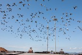 비둘기떼 피해대책 회의사진(00020)