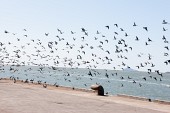 비둘기떼 피해대책 회의사진(00022)