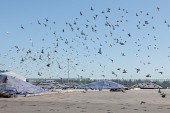 비둘기떼 피해대책 회의사진(00023)