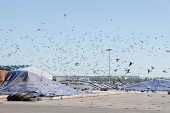 비둘기떼 피해대책 회의사진(00024)