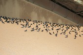 비둘기떼 피해대책 회의사진(00026)