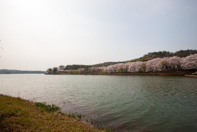 은파 벚꽃사진