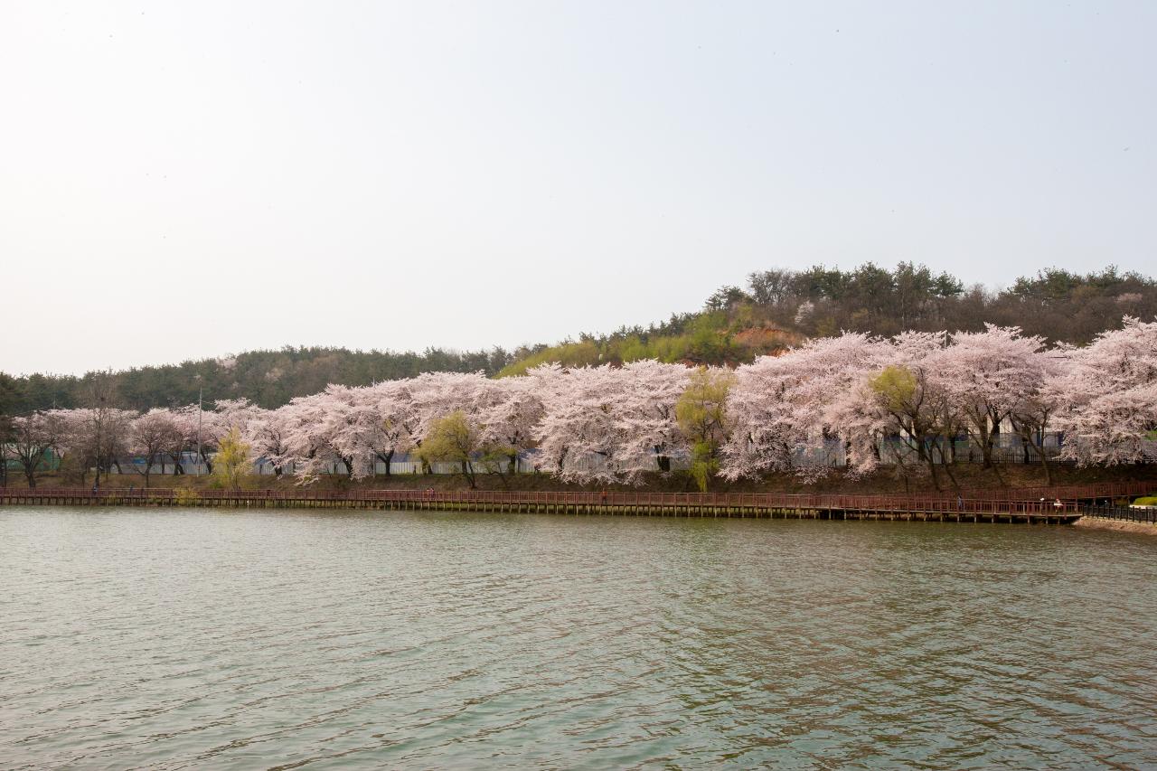 은파 벚꽃사진