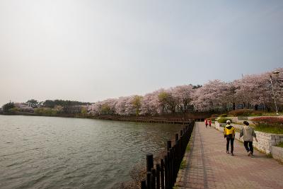 은파 벚꽃사진