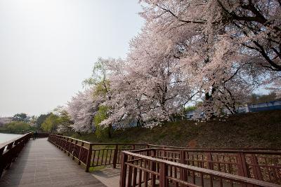 은파 벚꽃사진