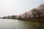 은파 벚꽃사진사진(00013)