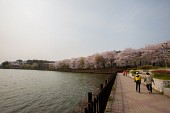 은파 벚꽃사진사진(00014)