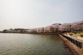 은파 벚꽃사진사진(00015)