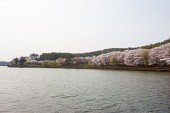 은파 벚꽃사진사진(00016)