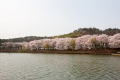 은파 벚꽃사진사진(00018)