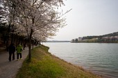 은파 벚꽃사진사진(00020)
