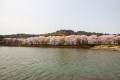 은파 벚꽃사진사진(00024)