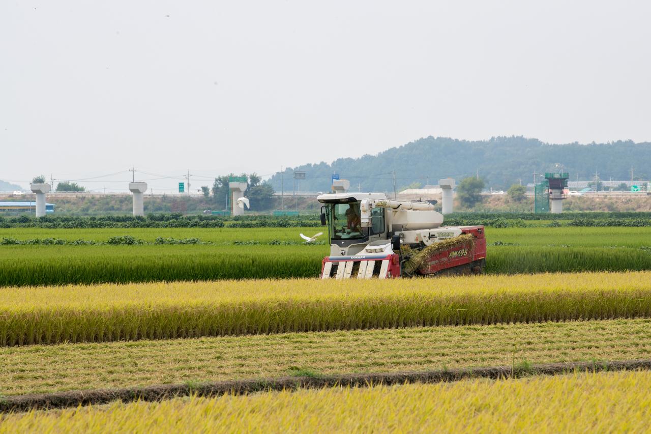 대야면 지경리 벼수확