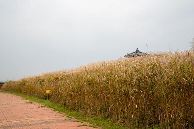 철새조망대 갈대숲