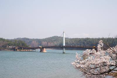 은파호수공원 벚꽃