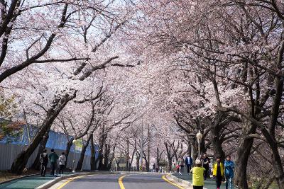 은파호수공원 벚꽃