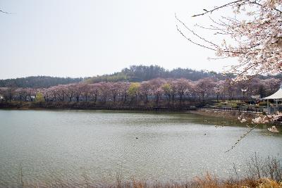 은파호수공원 벚꽃