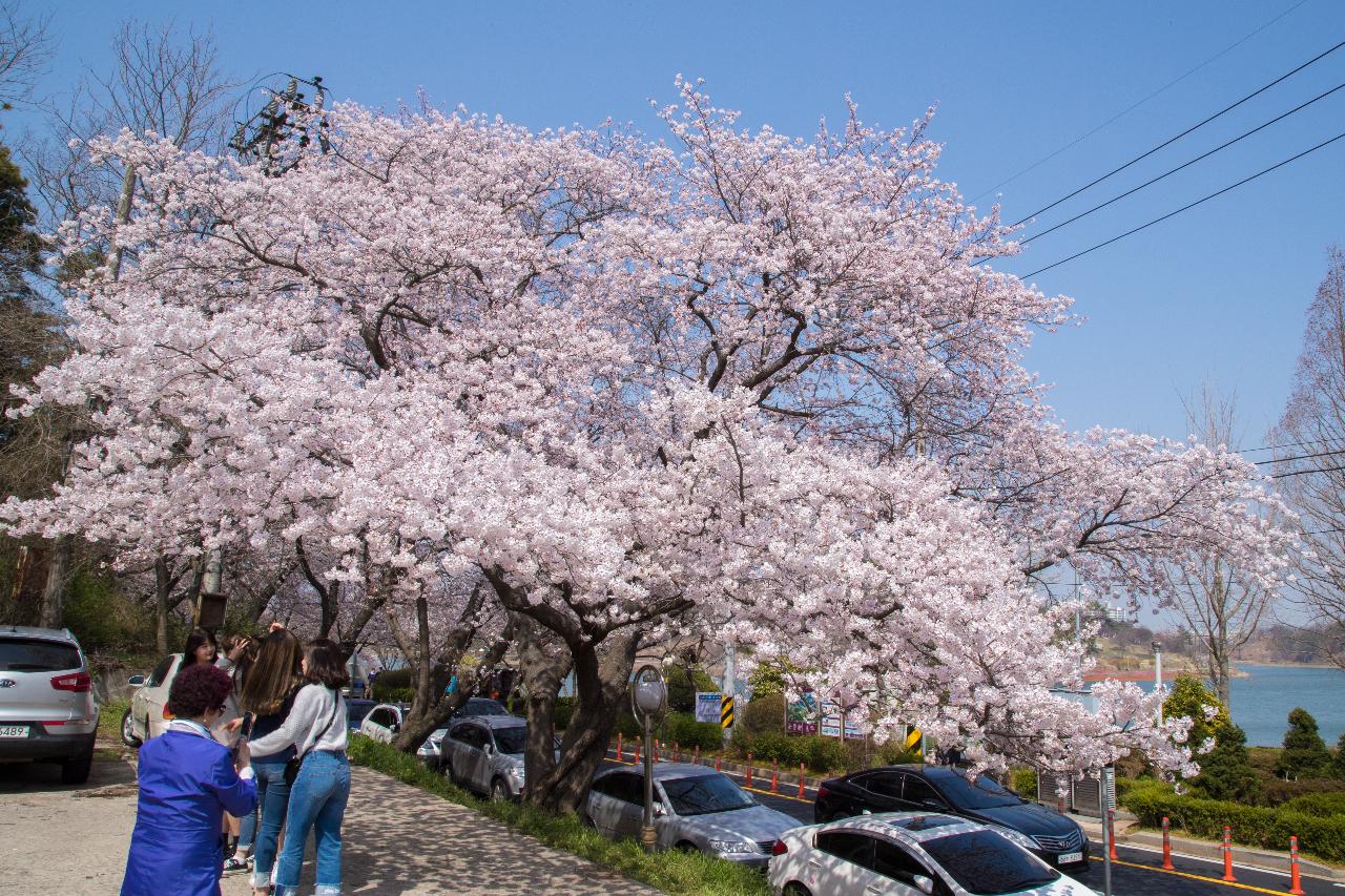 은파호수공원 벚꽃