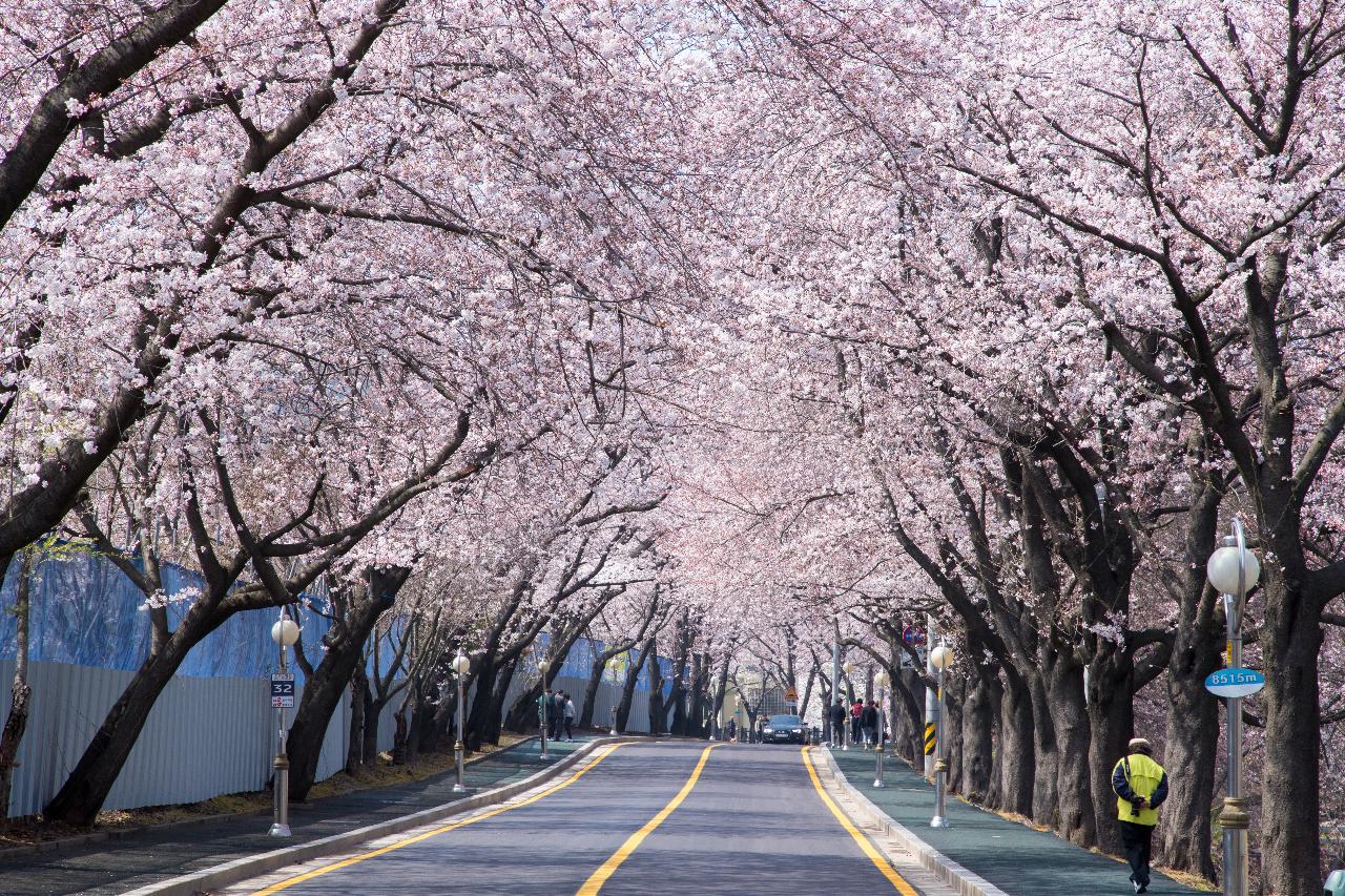 은파호수공원 벚꽃