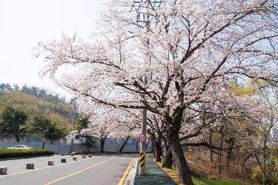 은파호수공원 벚꽃