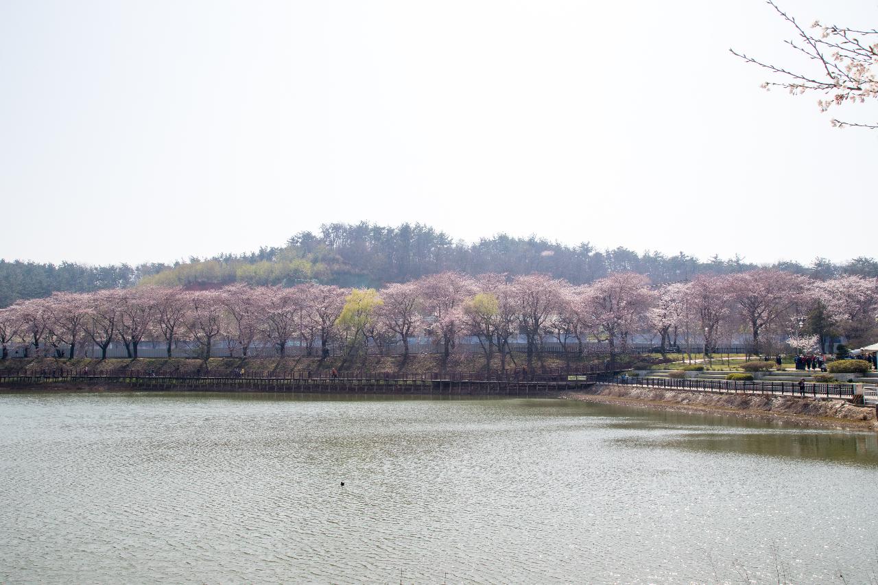 은파호수공원 벚꽃