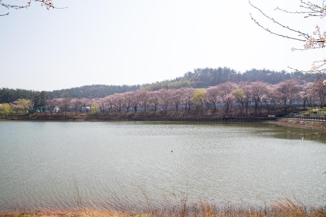 은파호수공원 벚꽃