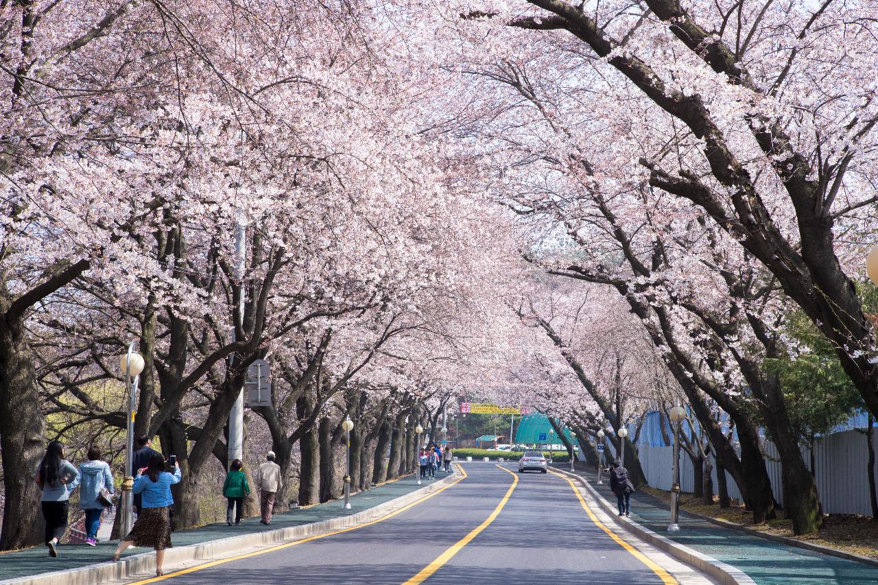 은파호수공원 벚꽃