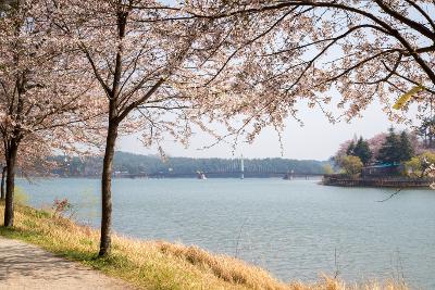 은파호수공원 벚꽃