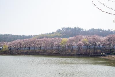 은파호수공원 벚꽃