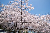 은파호수공원 벚꽃사진(00002)