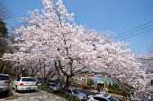 은파호수공원 벚꽃사진(00003)