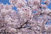 은파호수공원 벚꽃사진(00005)