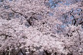 은파호수공원 벚꽃사진(00008)