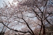 은파호수공원 벚꽃사진(00011)