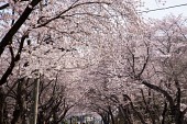 은파호수공원 벚꽃사진(00016)