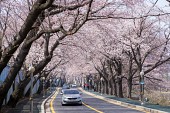 은파호수공원 벚꽃사진(00021)