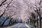 은파호수공원 벚꽃사진(00022)