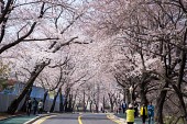 은파호수공원 벚꽃사진(00023)