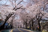 은파호수공원 벚꽃사진(00025)