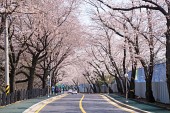 은파호수공원 벚꽃사진(00027)