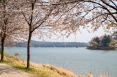 은파호수공원 벚꽃사진(00029)