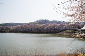 은파호수공원 벚꽃사진(00030)